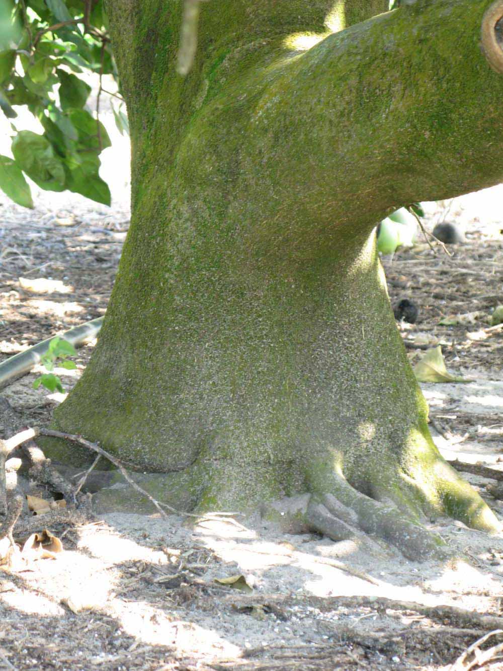              Bark (Winter Haven, FL)       